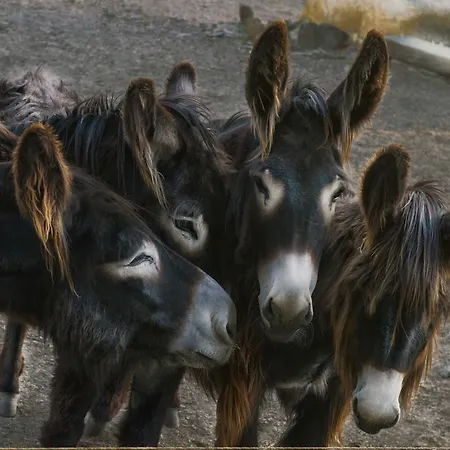 Casa de Campo Casa Da Ti Cura Atenor