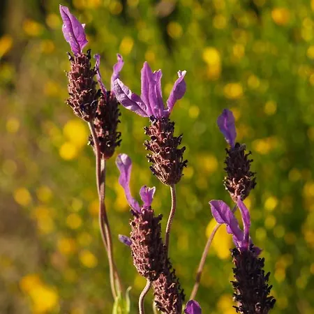Casa Da Ti Cura Atenor