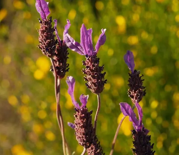 Casa Da Ti Cura Atenor